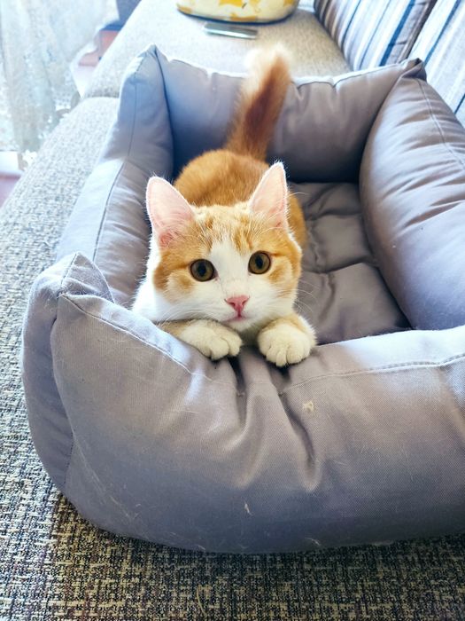 Котенок подросток в семью