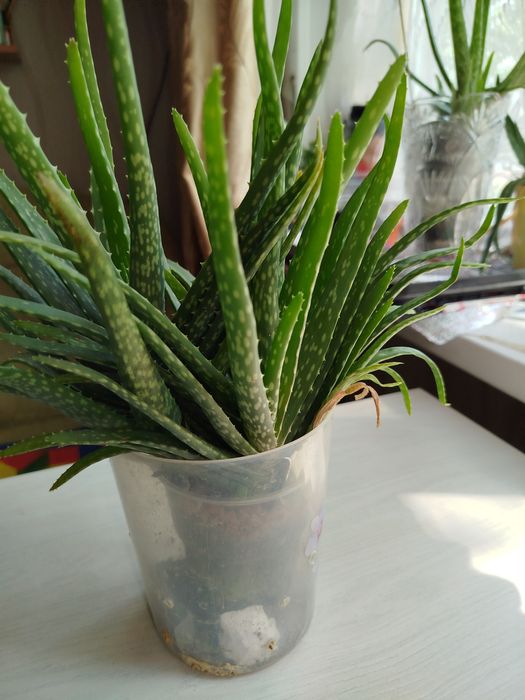 Алоэ Вера лечебный