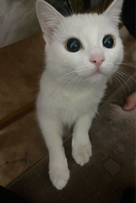 Отдам ласковую кошечку в самые добрые руки