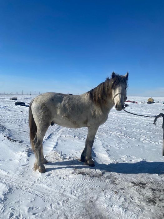 Айгыр сатылады ат