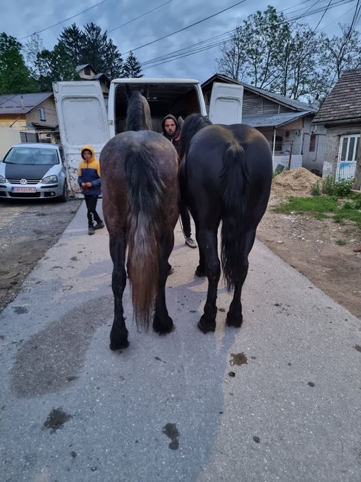 Vand iapă 8 pe 9 ani