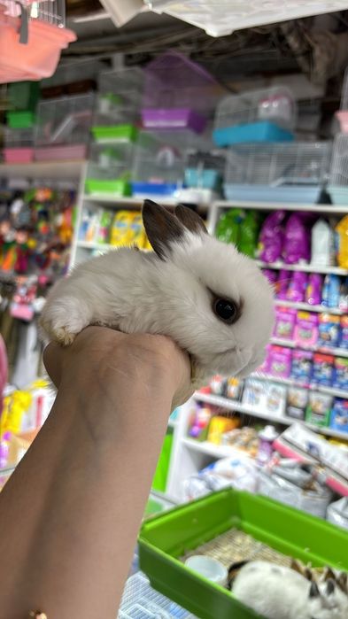 Кролики карликовые