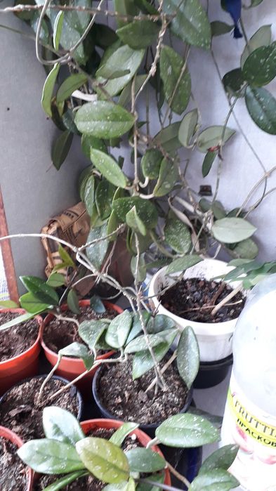 Цвете восъчниче саксия