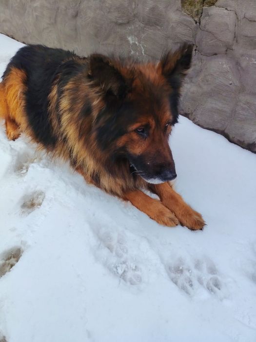 Собака-овчарка мальчик ищет добрую семью