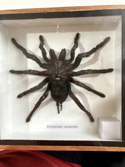 Коллекционный тарантул из Таиланда (экспонат в боксе)
