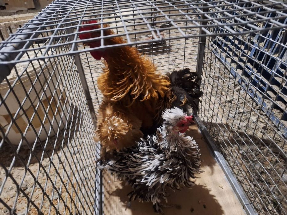Курицы петух на продажу