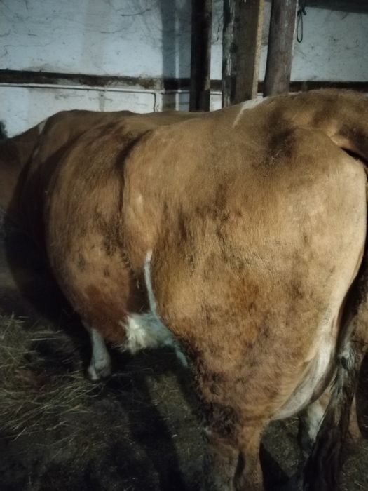 Vănd 2 vadci una fatata și una fata în mai