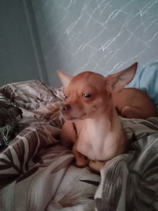 Продам той-терьеров