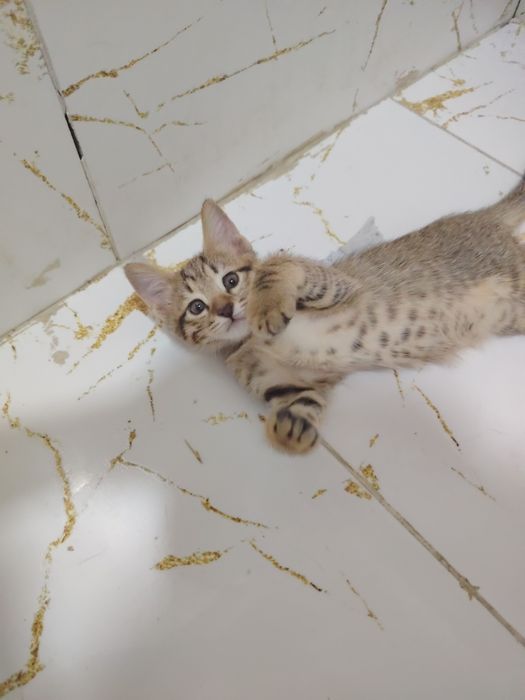 Домашние котята в добрые руки