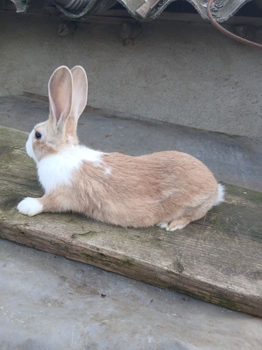 Vând iepuri Uriaș si hycole