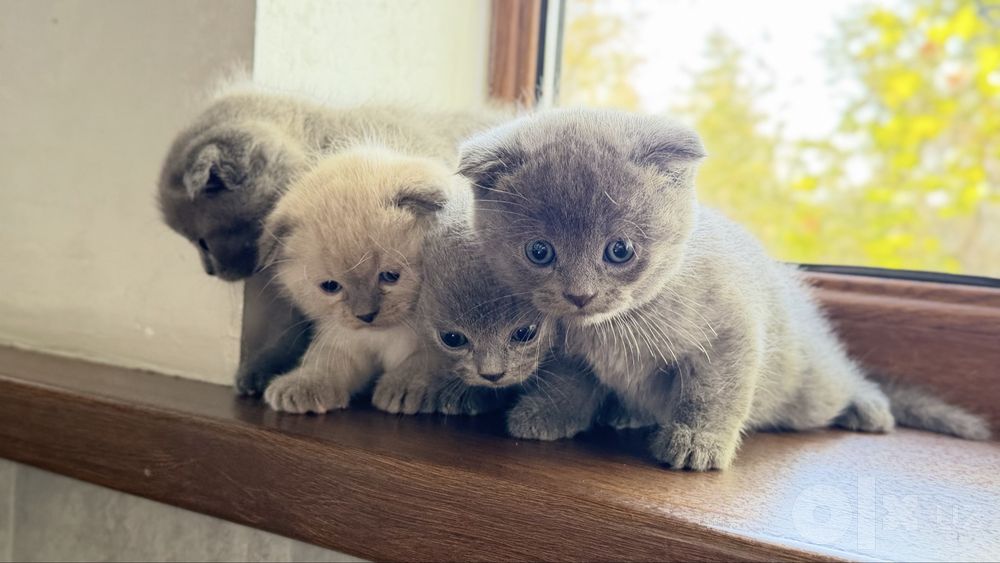 Вислоухие котята Скотиш фолд