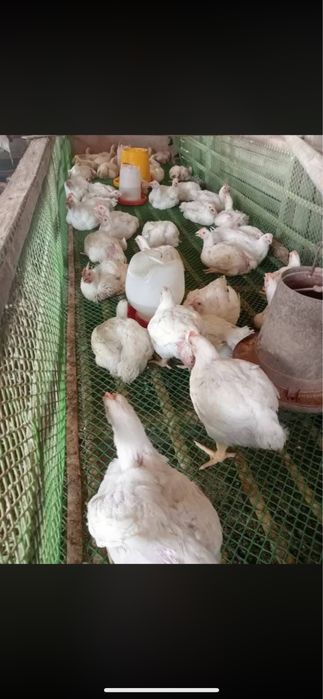 Vand pui albi de carne pt taiat