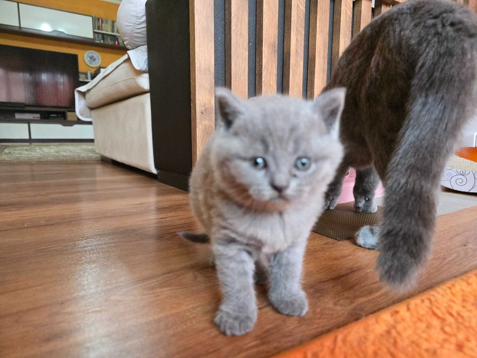 Британски котета