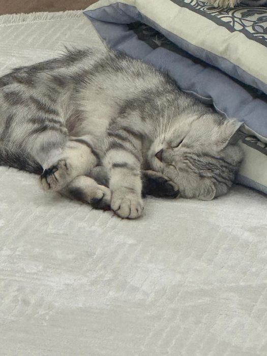 Продам британскую кошку!