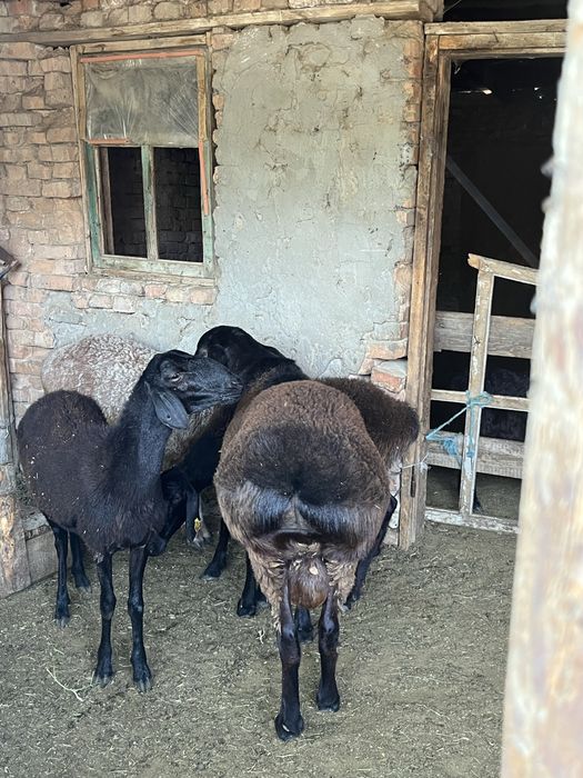 Семіз кошкар баран