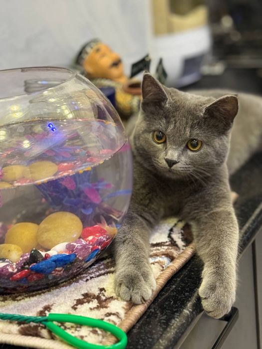 Британский короткошёрстную