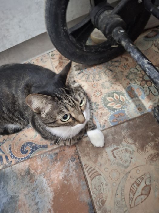 Отдам кошку в хорошие руки