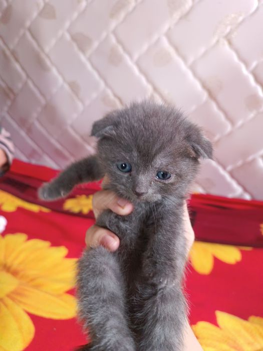 Продаются котята британцы