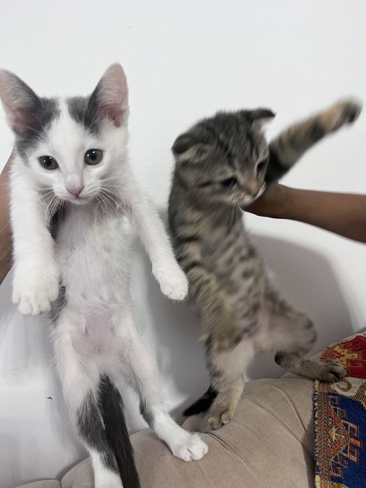 Котенки даром даром