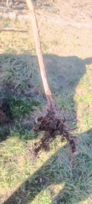 Vând butași de muri și zmeura