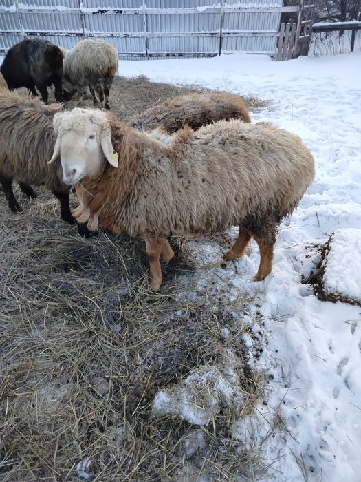 Продам Қошқараааа