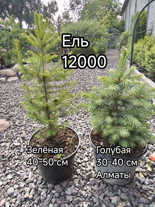 Ель, барбарис, гибискус,пихта