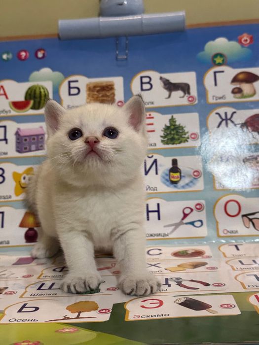 Продаются котята, британские!