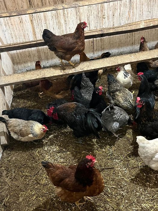 продам инкубационные яйца