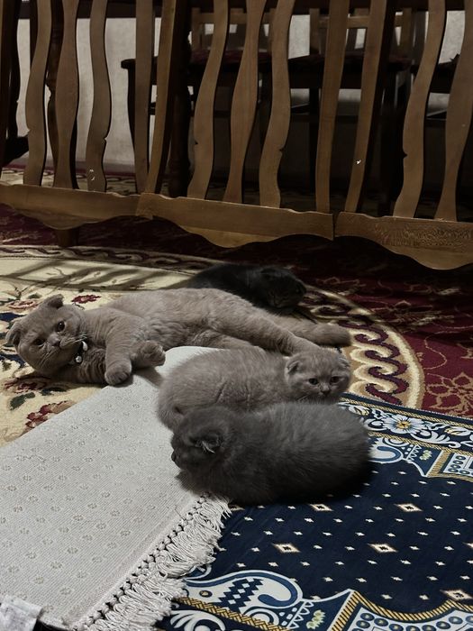 Продам срочно котят чистокровных порода британский скотч фолт