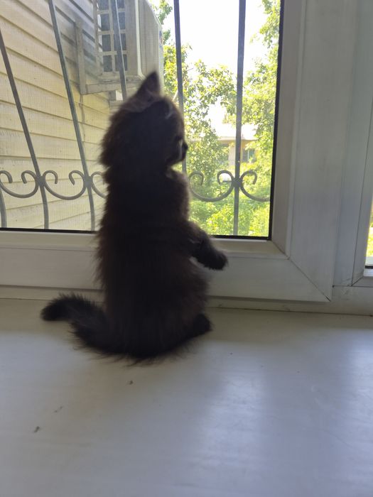 Котёнок черный , девочка, 8 недель