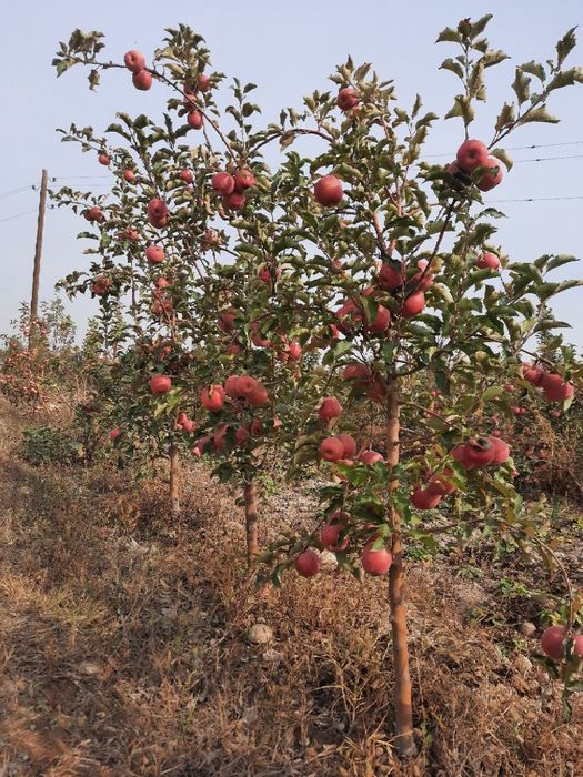 Shreder Mevali кучатлари