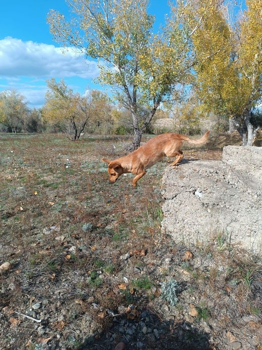 Одам собаку домашния