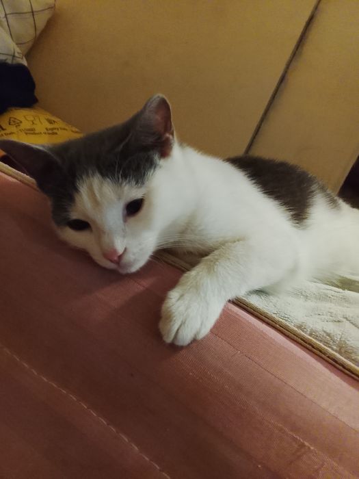 отдам даром в хорошие руки