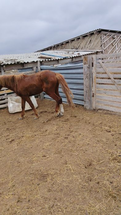 Айгыр сатылады...