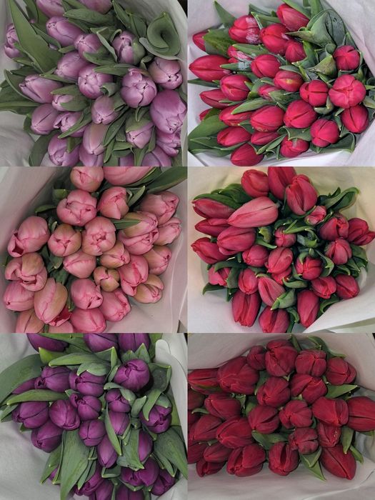 Луковицы Голландских тюльпанов