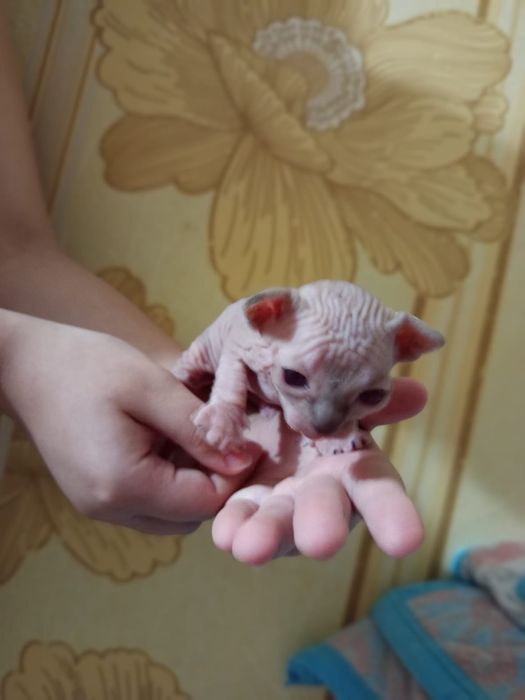 Сфинкс котята бронирование