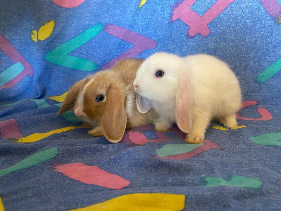 Berbec pitic (mini lop)