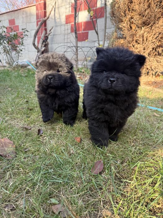 Щеночки чау чау