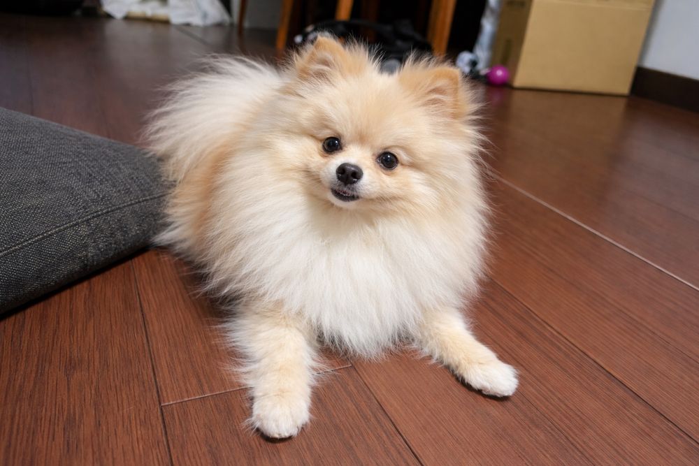 Маленькая девочка шпиц в поисках семьи