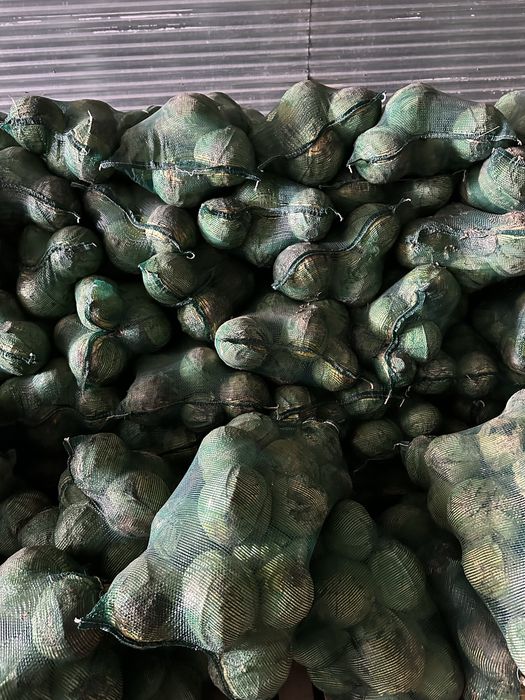 Капуста галанка село Али