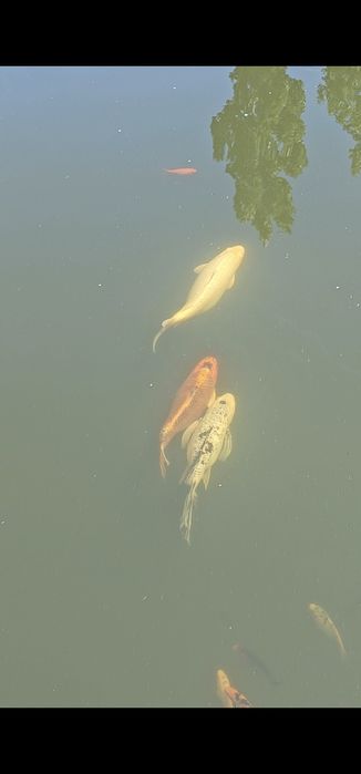 Crap Koi de vânzare