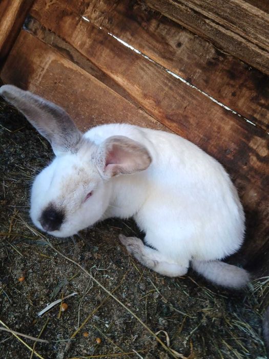 Vand iepuri urias de transilvania