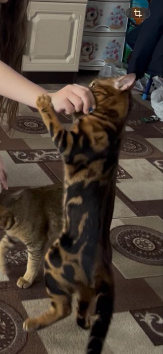 Бенгальский кот, 7-8 месяцев, мальчик