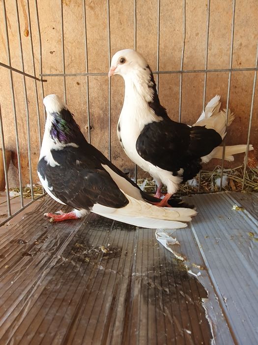 Vând porumbei jucatori