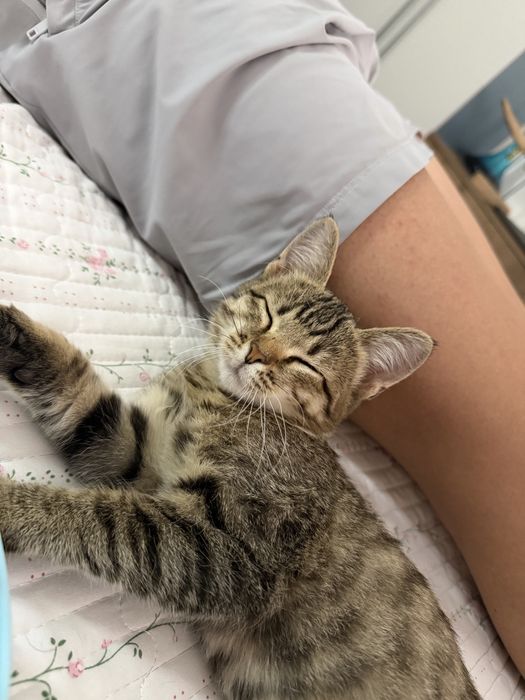 Котенок мальчик в добрые руки