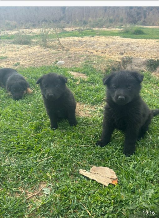 Авчарка кушіктері сатылады.