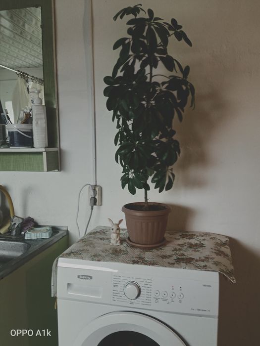 Шефлера гүлі сатылады