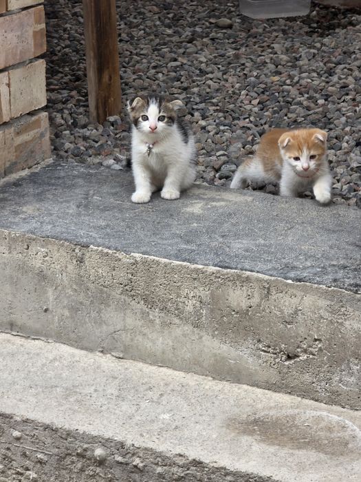 Вислоухие котята