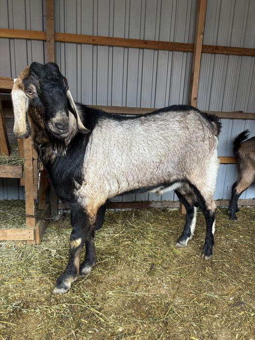 Vand Tap Anglonubian