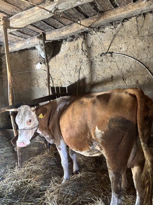 Vand vaca baltata romaneasca